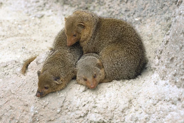 Dwarf mongooses — Stock Photo, Image