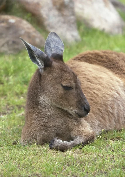 stock image Resting kangaroo