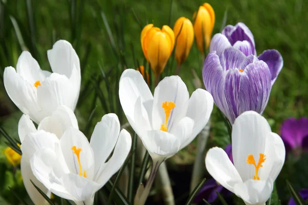 stock image Crocuses