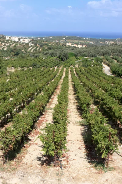Vineyard in crete — Stock Photo, Image