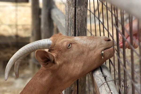 Feeding of goat — Stock Photo, Image