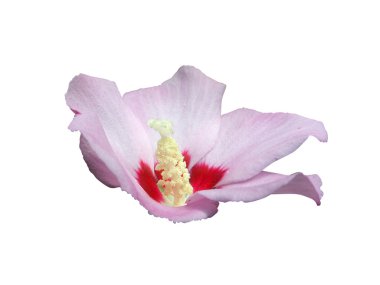 een geïsoleerde hib