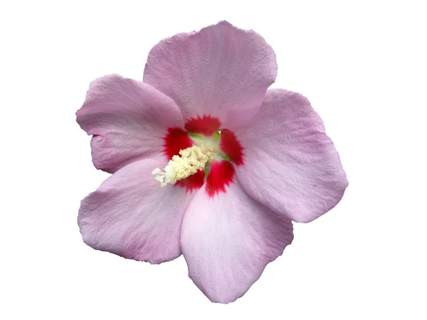 One Hibiscus White Background — Stock Photo, Image
