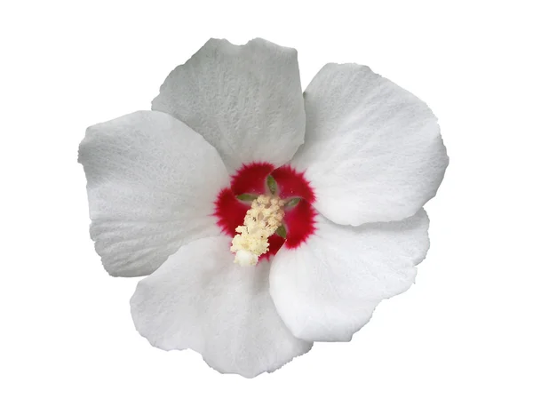 stock image One hibiscus on white background