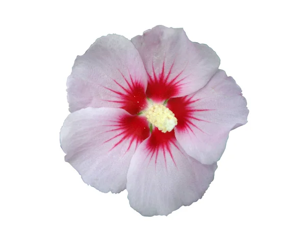 stock image One isolated Hibiscus