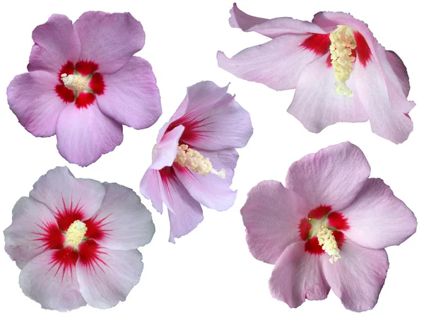 Verzameling van geïsoleerde hibiscus Stockfoto