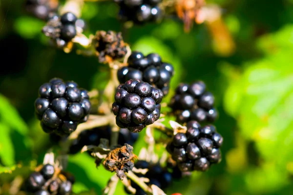 Stock image Blackberries