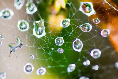 Morning dew on spider web clipart
