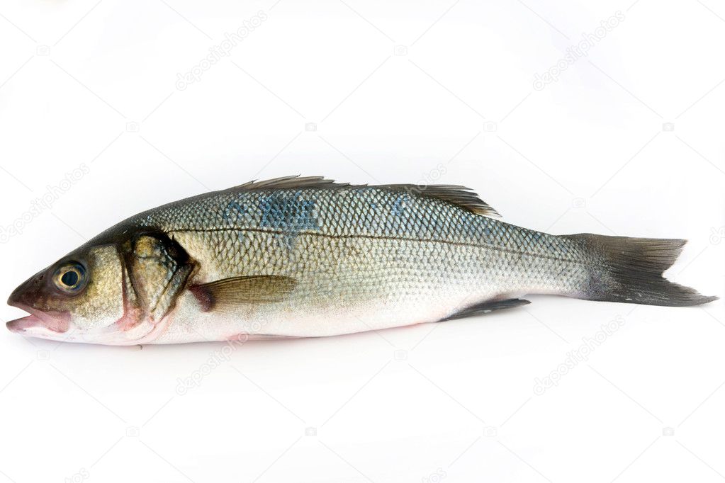Fresh sea bass