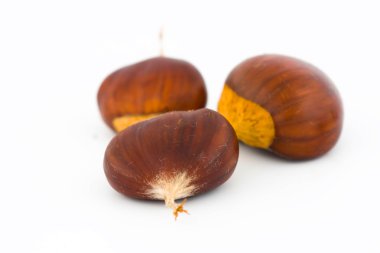 Kestane (castanea sativa)