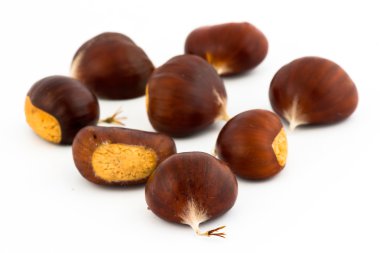 Kestane (castanea sativa)