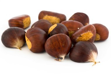 Kestane (castanea sativa)