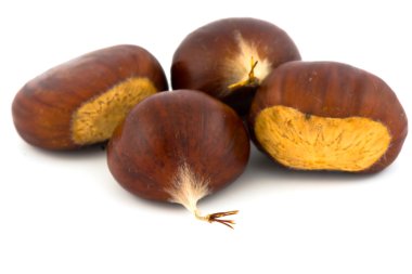 Kestane (castanea sativa)