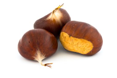 Kestane (castanea sativa)