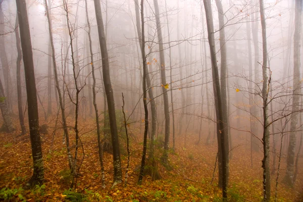 Foresta nebbiosa d'autunno — Foto Stock