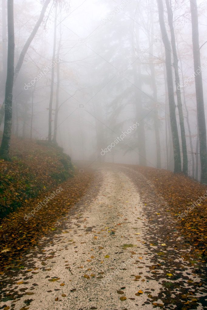 Road in deep forest