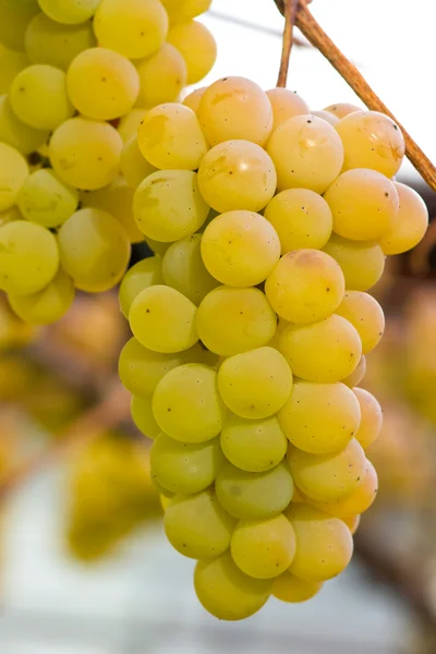 Manojos de uvas — Foto de Stock