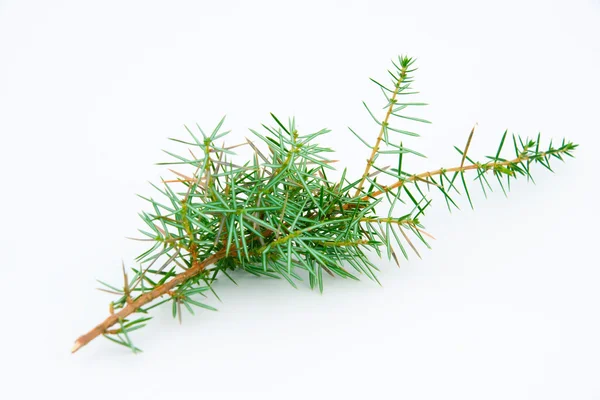 Juniper twig on a white background — Stock Photo, Image