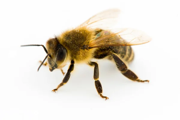 고립 된 꿀벌 — 스톡 사진