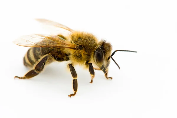 Isolierte Honigbiene — Stockfoto