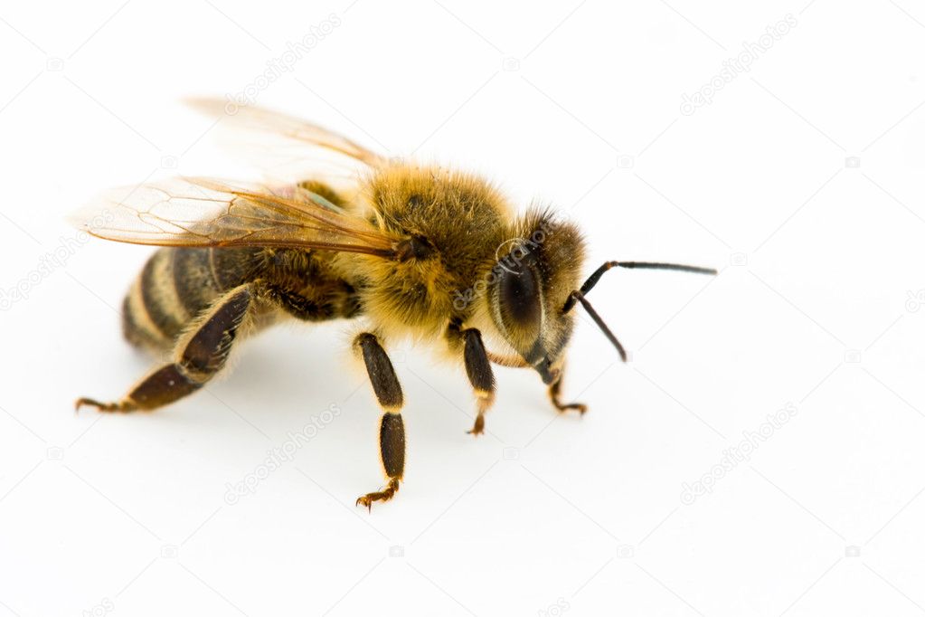 Isolated honeybee