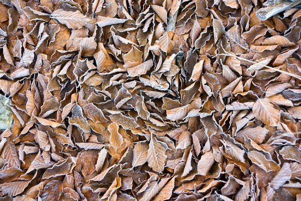 stock image Frozen leaves