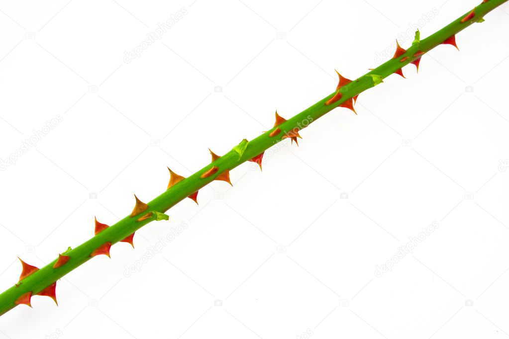 Twig with thorns, isolated on white
