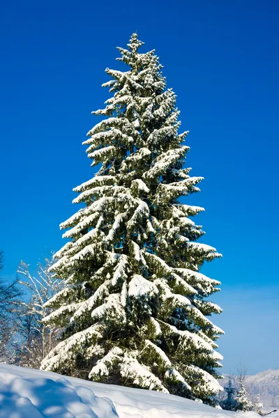 Julgran med snö — Stockfoto