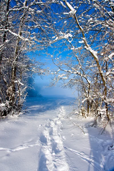 Ślady w śniegu prowadzące do drzewa — Zdjęcie stockowe