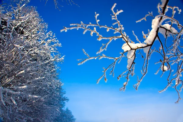 Ветви снега — стоковое фото