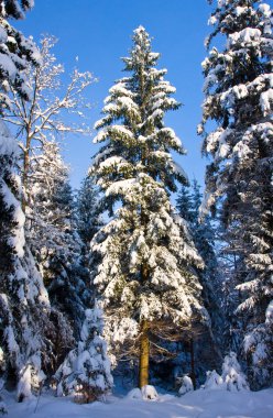 Christmas Tree with Snow clipart