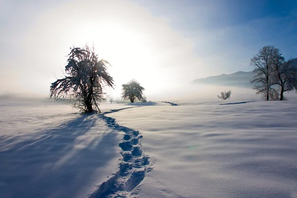 Empreintes de pas dans la neige menant à l'arbre — Photo