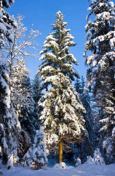 Albero di Natale con neve — Foto Stock