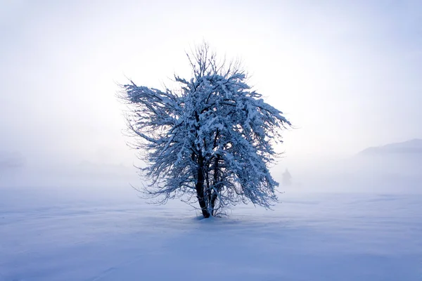 Дерево в зимовому полі — стокове фото