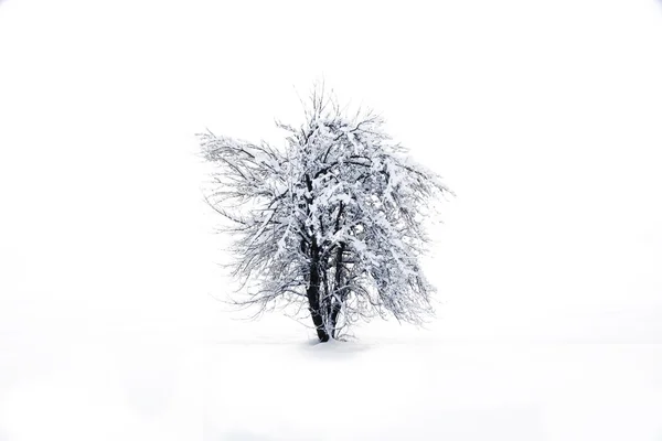 Árbol en un campo de invierno —  Fotos de Stock