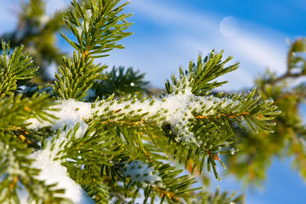 Julgran vintergrön gran med nysnö — Stockfoto