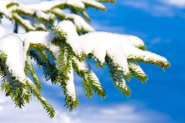 Árvore Abeto Perene Natal Com Neve Fresca — Fotografia de Stock