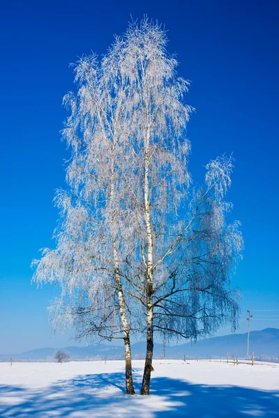 Зимнее Дерево — стоковое фото