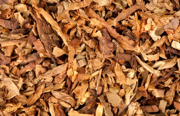 Обрезанные сушеные листья табака — стоковое фото