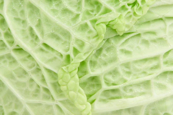 Savoy cabbage texture — Stock Photo, Image