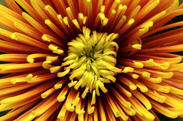 菊のクローズ アップ — ストック写真