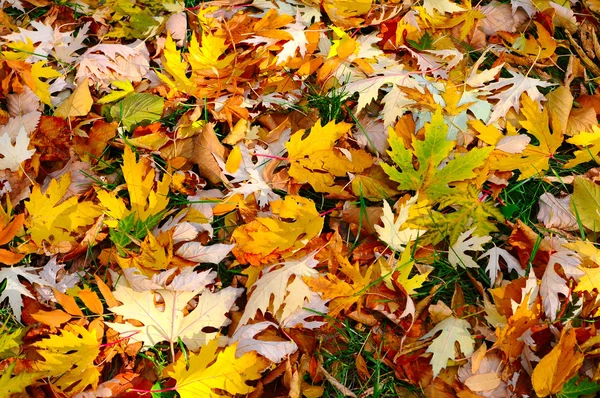 Der farbenfrohe Herbsthintergrund — Stockfoto