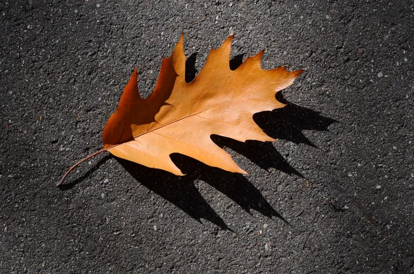 Herbstliches braunes Blatt einer Eiche — Stockfoto