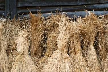 Sheaves of wheat clipart