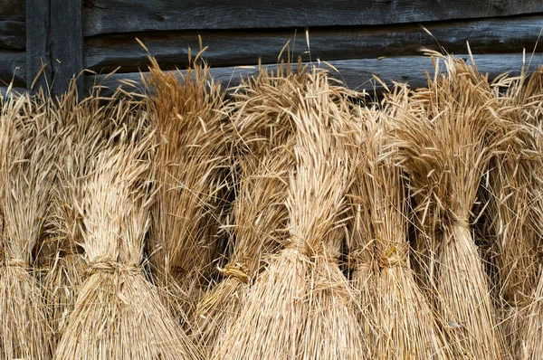 stock image Sheaves of wheat