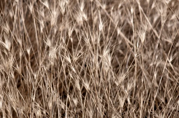Droog gras, abstracte achtergrond — Stockfoto