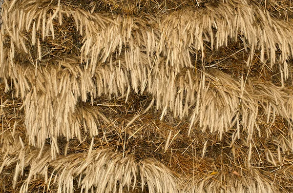 Текстура пшеницы — стоковое фото