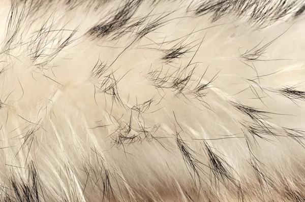 Фон текстуры меха животных — стоковое фото