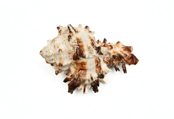 Meeresmuschel auf weißem Hintergrund — Stockfoto