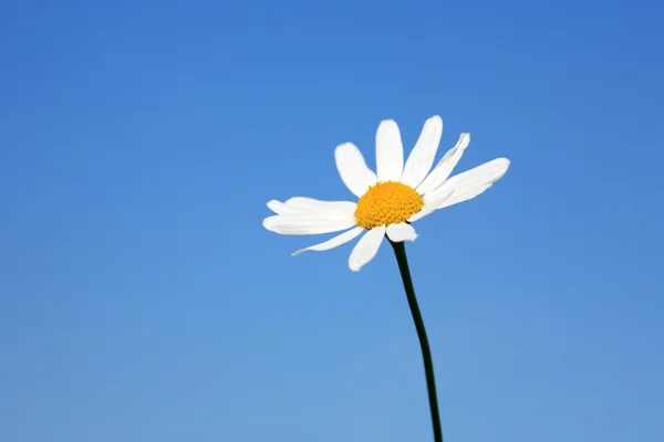 Daisy Flower — Stock Photo, Image